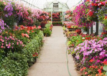 Klar gång i växthus för att minimera spridning av sjukdomar