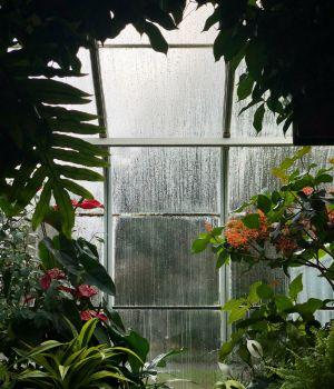 Växthusfönsterfuktighet