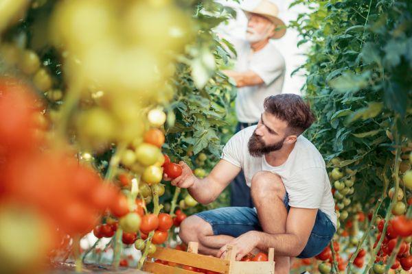 Odla tomater inomhus i skyddad miljö