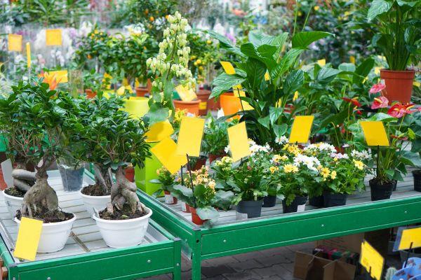 Odla små plantor på hyllor