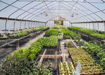 Soligt växthus drivet av solenergi